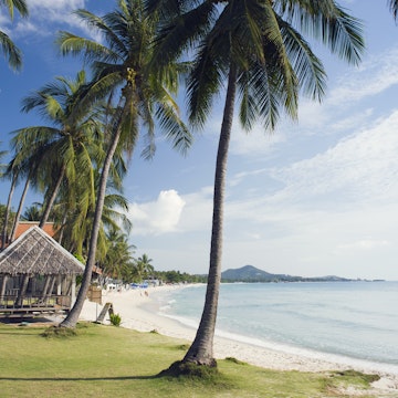Palm trees at sandy Chaweng Beach