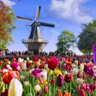 2099994175
Tulips and Windmill - stock photo
Colorful tulip fields in front of a Dutch windmill near Lisse, Netherlands