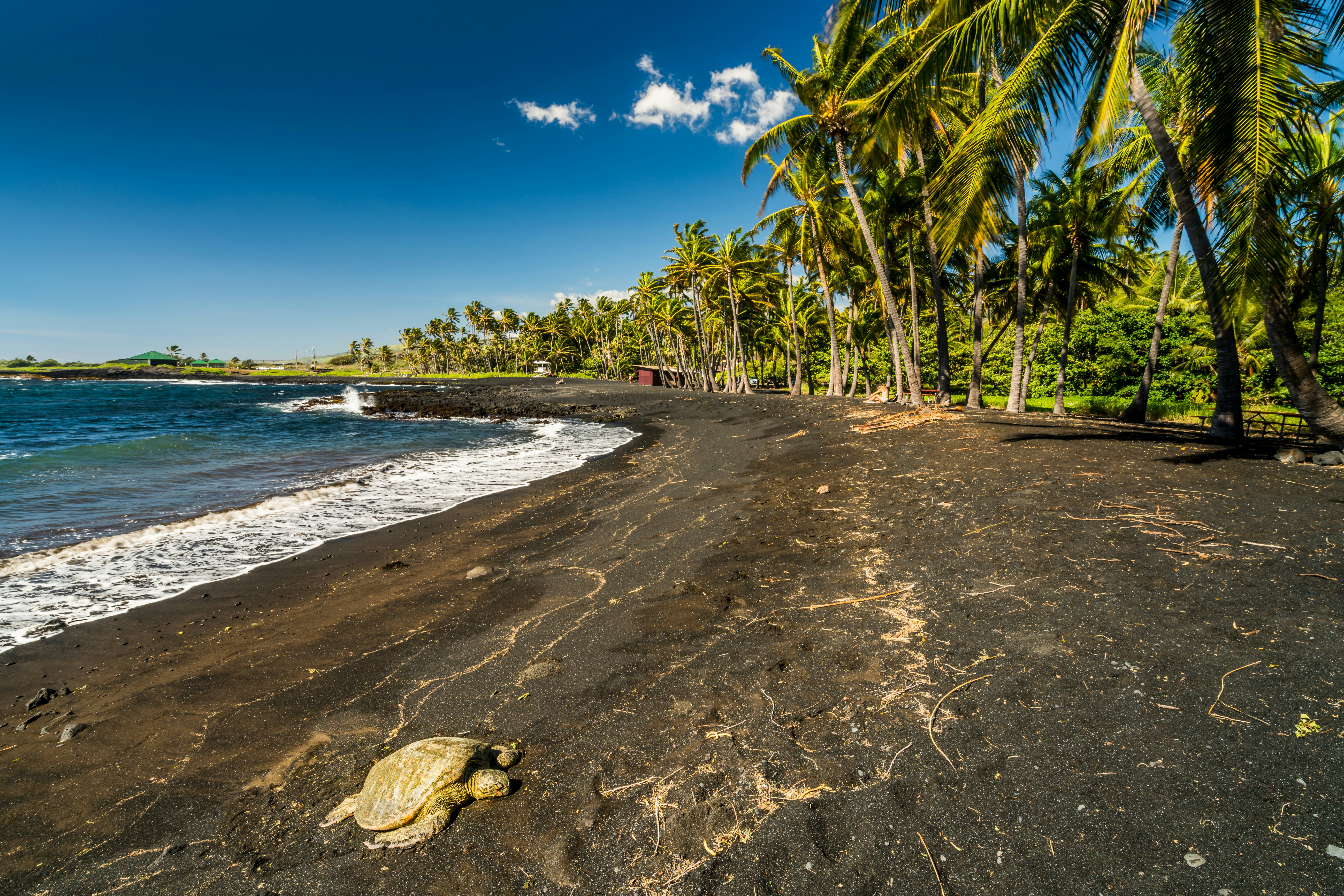 A turtle on a black sand beach.