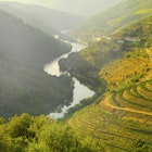 Portugal, Douro, Terraced vineyards along the Douro River valley