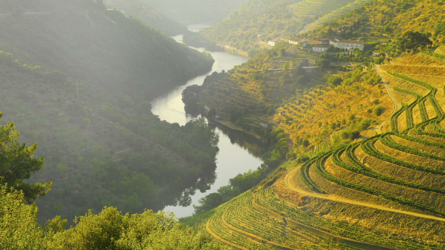 Portugal, Douro, Terraced vineyards along the Douro River valley