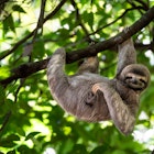 Cute sloth hanging on tree branch with funny face look, perfect portrait of wild animal in the Rainforest of Costa Rica scratching the belly, Bradypus variegatus, brown-throated three-toed sloth, License Type: media Download Time: 2022-08-03T20:57:38.000Z User: Norma.PrauseBrewer_LonelyPlanet Is Editorial: No purchase_order: