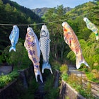 Koinobori or Japanese Carp Kites flying in Saiko Iyashi no Sato Nemba traditional Japanese village near Mount Fuji., License Type: media, Download Time: 2025-04-02T10:55:37.000Z, User: clairenaylor, Editorial: false, purchase_order: 65050 - Digital Destinations and Articles, job: Online editorial, client: Golden Week Japan, other: Claire Naylor