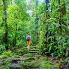 girl photographer walks through dense Costa Rican tropical rainforest; hiking through the jungle in Costa Rica's braulio carrillo national park near san jose  License Type: media  Download Time: 2023-04-05T01:13:06.000Z  User: mvm_lonelyplanet  Is Editorial: No  purchase_order: