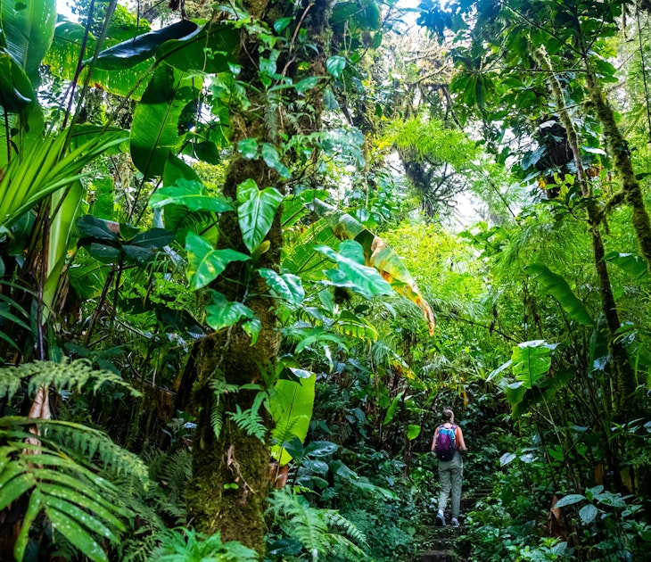 backpacker girl walks through dense jungle in monteverde cloud forest, Costa Rica; walk through fairy tale, magical tropical rainforest; wild nature of Costa Rica License Type: media Download Time: 2023-04-05T01:05:15.000Z User: mvm_lonelyplanet Is Editorial: No purchase_order: