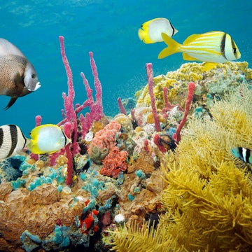 Colored underwater marine life in a coral reef with tropical fish, Caribbean sea; Shutterstock ID 170518739; Your name (First / Last): Josh/Vogel; GL account no.: 56530; Netsuite department name: Online-Design; Full Product or Project name including edition: 65050/Online Design/JoshVogel/IYLs