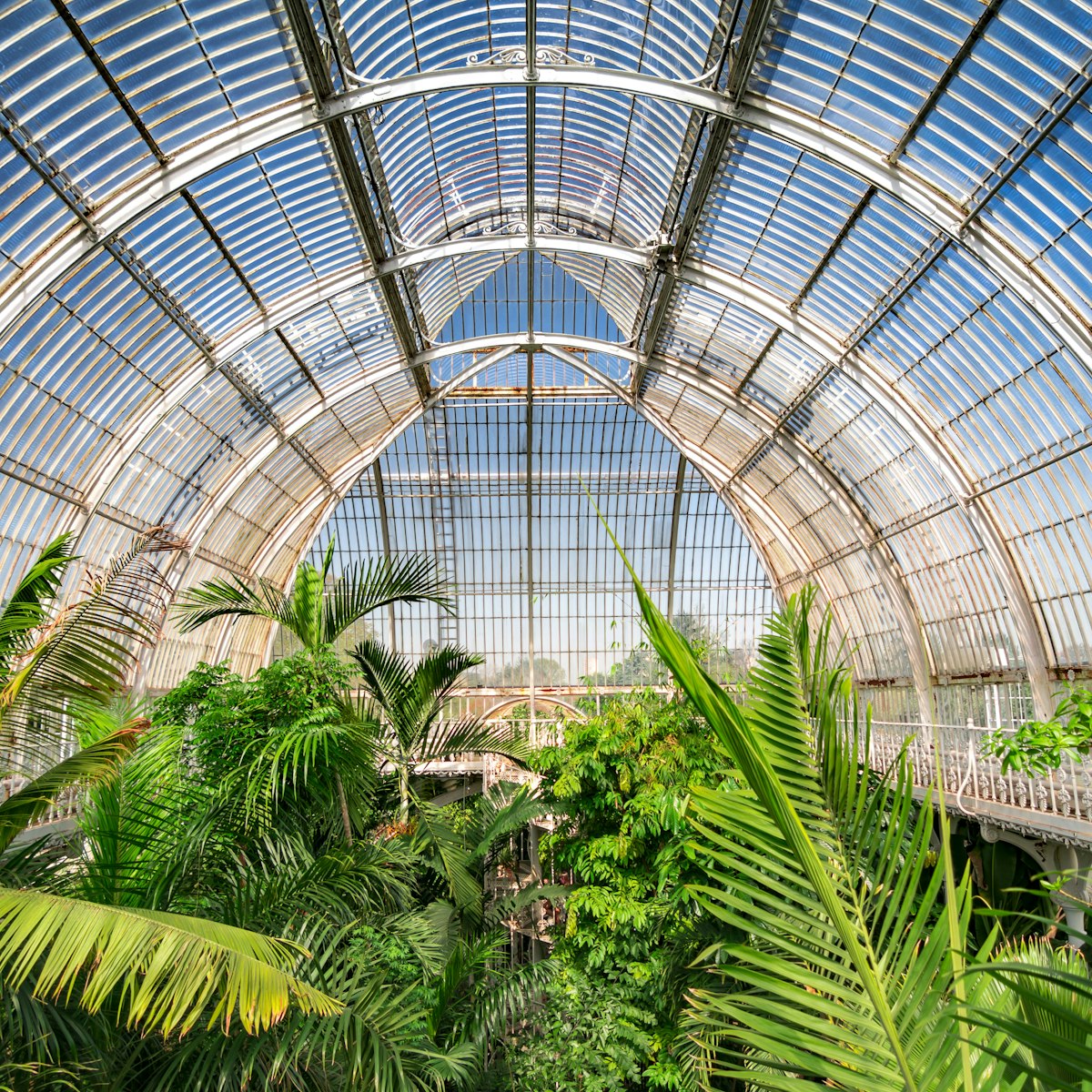 August 2017: Palm garden at a greenhouse in Kew Royal Botanic Gardens.