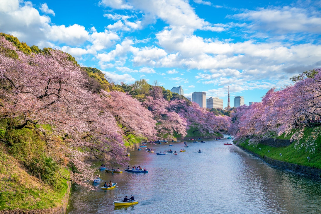 Many people paddle in boats near cherry blossoms at Chidorigafuchi Green Way in Tokyo.