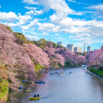 Many people paddle in boats near cherry blossoms at Chidorigafuchi Green Way in Tokyo.
